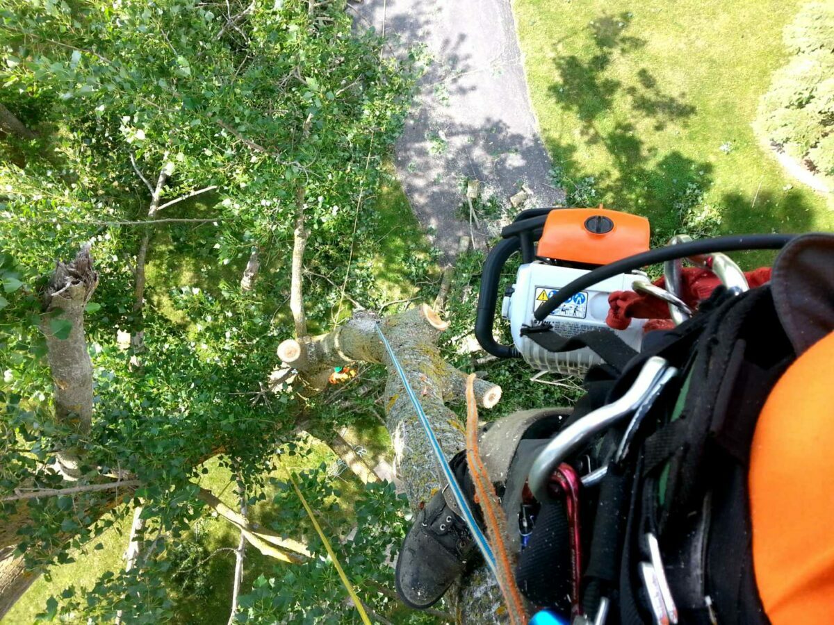 tree-removal-services-arborist-services-tree-felling-cambridge-guelph