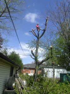 Tree Maintenance Service - Complete Tree Trimming and Pruning - Tree Removal Services - Residential Tree Removal - Arborist Services - Tree Trimming & Pruning - Lot Clearing - Guelph - Milton - Burlington - Erin - Cambridge