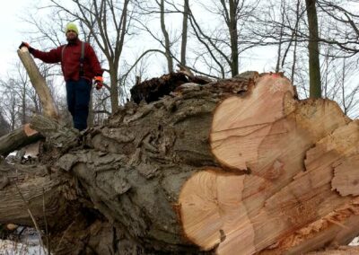 Residential Tree Removal Services, Guelph Ontario.