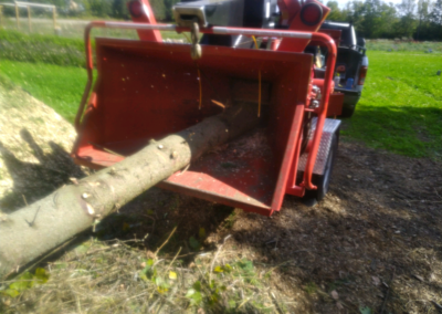 Guelph, Ontario Tree chipping, tree clean up and tree removal services