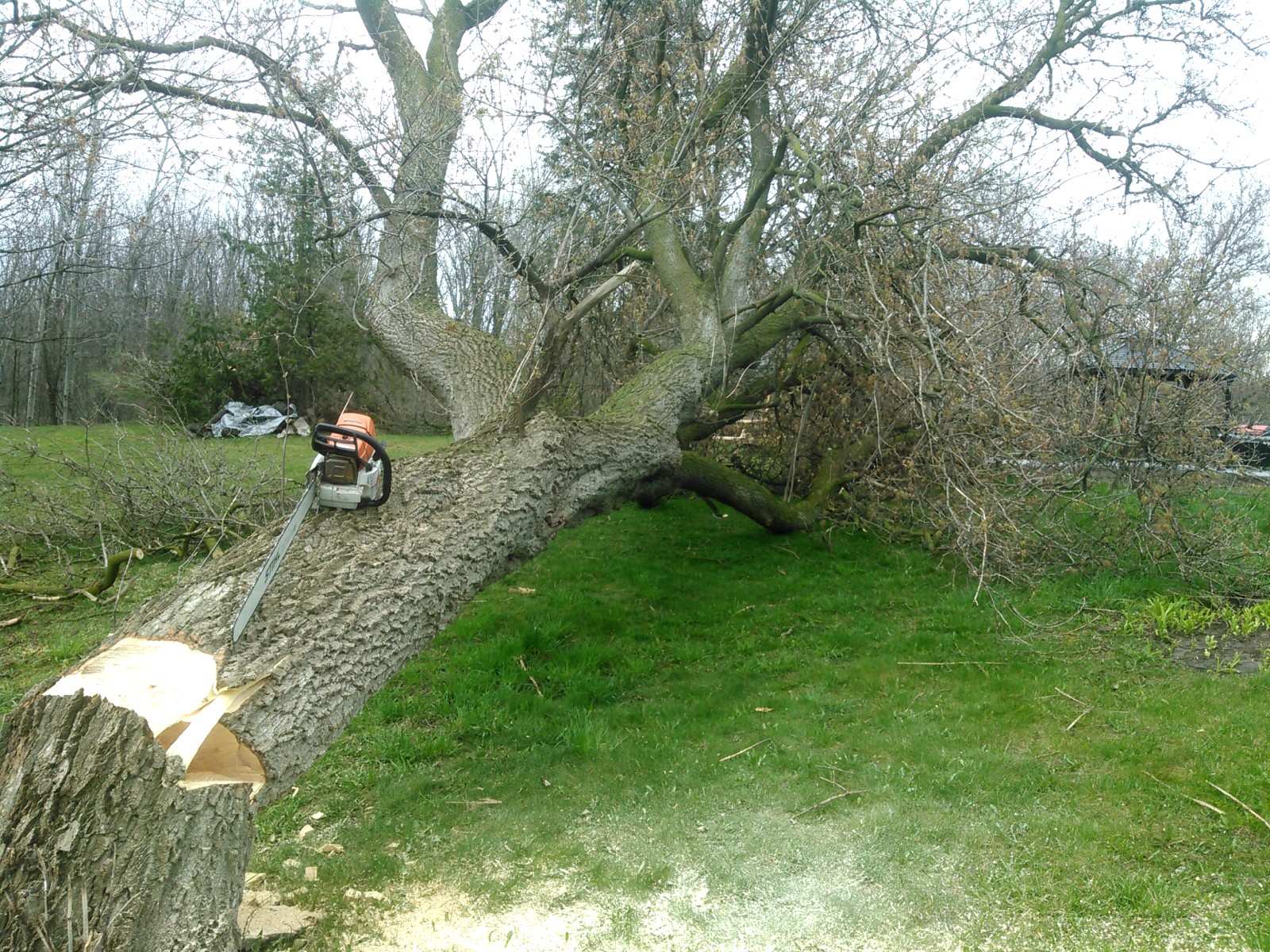What Does It Cost To Cut Down A Tree Www inf inet what-does-it-cost-to-cut-down-a-tree-www-inf-inet